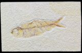 Bargain Knightia Fossil Fish - Wyoming #42439-1